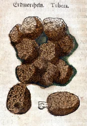 Patata o patata. Incisione - in 