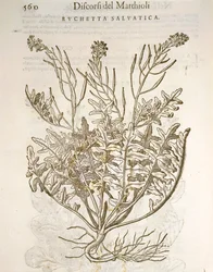 Rucola (Eruca sativa), incisione di Pier Andrea Mattioli