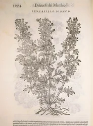 Potentilla alba, incisione di Pier Andrea Mattioli