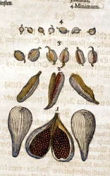 Il cardamomo. Incisione - in "Kreutterbuch Dess Hochgelehrten unnd weitberuhmten Herrn D. Petri Andreae Matthioli" di Pietro Andrea Mattioli (1500-1577). Francoforte