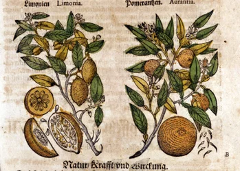 Gli agrumi. Albero di arancio e limone. Incisione - in "Kreutterbuch Dess Hochgelehrten unnd weitberuhmten Herrn D. Petri Andreae Matthioli" di Pietro Andrea Mattioli (1500-1577). Francoforte