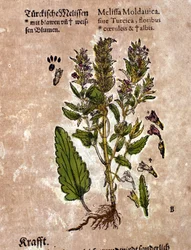 La melissa. Incisione - in “Kreutterbuch Dess Hochgelehrten unnd weitberuhmten Herrn D. Petri Andreae Matthioli” di Pietro Andrea Mattioli (Matthiole) (1500-1577). Francoforte