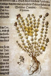 Timo (Thymus) - In "Herbarium Mattioli".