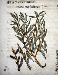 Ramo di salice - In "Herbarium mattioli"