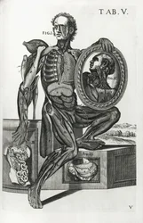 Tavola V da 