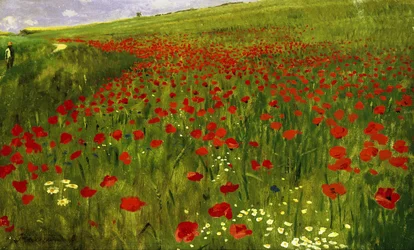 Prato con papaveri
