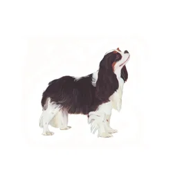 Cavalier King Charles Spaniel, 2011 (acquerello e gouache su carta)