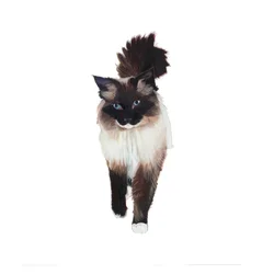 Ragdoll, 2014 (acquerello e gouache su carta)