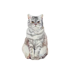 Selkirk Rex, 2014 (acquerello e gouache su carta)