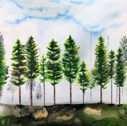 La serenità della foresta sempreverde