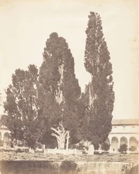 Vecchi cipressi nel convento certosino, Roma, 1853-56