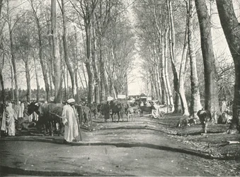 Fiera e mercato arabo, Boufarik, Algeria, 1895