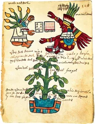 Albero di cacao dal Codice Tudela, 1553