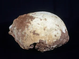 Uovo attribuito a Hypselosaurus Priscus: grande dinosauro (circa 12 m) erbivoro del tardo Cretaceo (-65 milioni di anni) trovato in Provenza. Museo di Storia Naturale di Aix en Provence