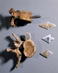 Selce con osso preistorico, Museo delle Antichità Nazionali