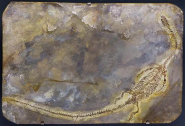 Fossile di Hyphalosaurus lingyuanensis (oggetto)