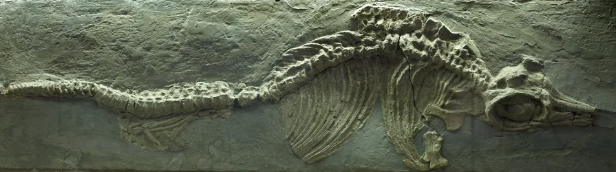Fossile di ittiosauro, periodo giurassico (Lias)
