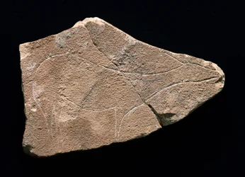 Petroglifo che rappresenta un cervo, Grotta di Parpallo, Spagna. Paleolitico superiore, Solutreano