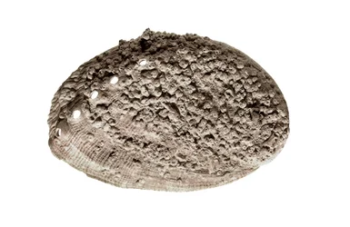 Arte preistorica: fossile di conchiglia. Dalla grotta di La Riera, Barcellona (foto)