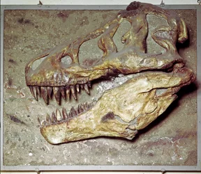 Preistoria: cranio di dinosauro Tyrannosaurus rex (T Rex o tirannosauro)