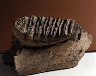 Preistoria: dente di Elephas, enorme elefante. Era cenozoica, periodo pliocene. trovato a Manndorf, Austria