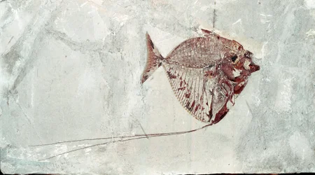 Preistoria: fossile di pesce Mene Rhombea dal sito del Monte Bolca (Italia). Periodo Eocene