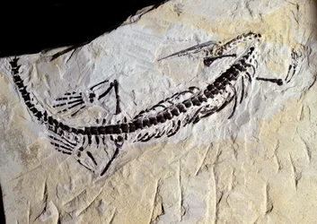 Preistoria: fossile di Mesosaurus, era Paleozoica, periodo Permiano. Trovato a Minas Gerais, Brasile