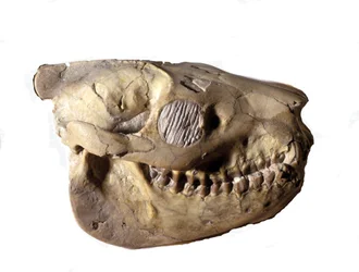 Preistoria: cranio di Oreodonte (o Merycoidodon), dinosauro. Era cenozoica, periodo oligocenico. trovato in South Dakota negli Stati Uniti