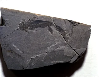 Preistoria: periodo permiano, era paleozoica. Fossile di Branchiosaurus. Trovato a Rotliegen in Germania