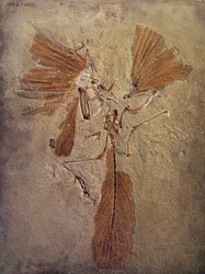 Preistoria: fossile di archeopteryx, animale preistorico della famiglia degli uccelli