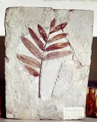 Preistoria: fossile di ramo in calcare dal sito di Monte Bolca (Italia). Periodo Eocene