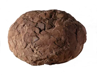 Preistoria: uovo di dinosauro trovato in Provenza. Era mesozoica, periodo giurassico