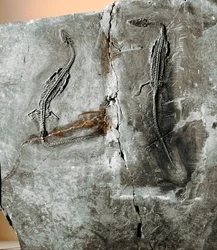 Preistoria: fossile di dinosauro pachycephalosaurus. Periodo Cretaceo