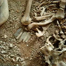 Preistoria: doppia sepoltura di adulti e bambini. Vista dettagliata del corredo funerario dalla Grotta delle Arene Candide (Finale Ligure), Liguria. Mesolitico, 7000-6000 a.C. Genova, museo di archeologia ligure