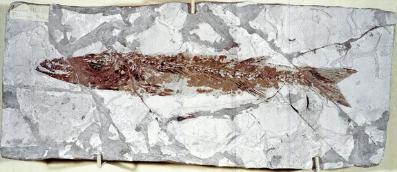 Preistoria: fossile di pesce Sphyraena Bolcensis dal sito di Monte Bolca (Italia)