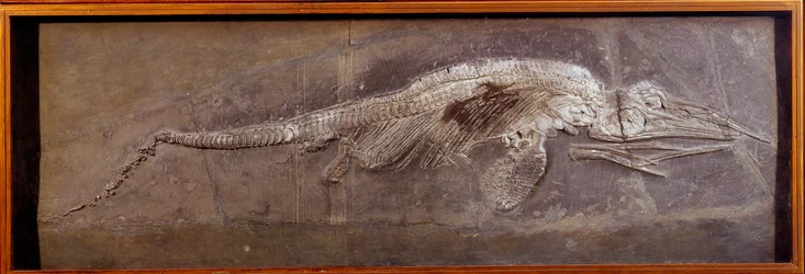 Fossile di Pareiasaurus