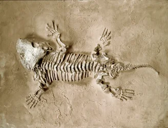 Preistoria: fossile di anfibio rettile Seymouria Bayolorensis dal Texas, Stati Uniti. Periodo Permiano