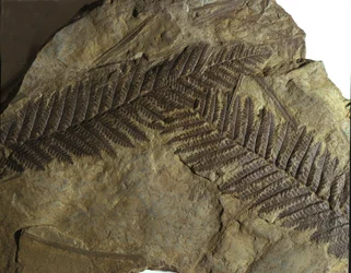 Preistoria: fossile di neuropteris della famiglia delle felci. Era del Paleozoico, periodo Carbonifero. trovato a Villach, Austria