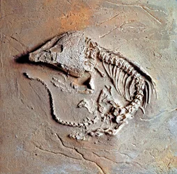 Preistoria: fossile di rettile Labodosaurus hamatus