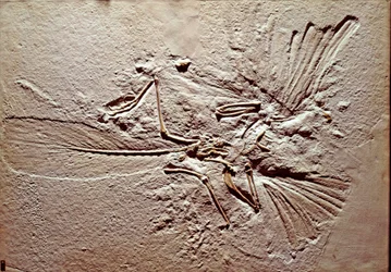 Preistoria: fossile dell