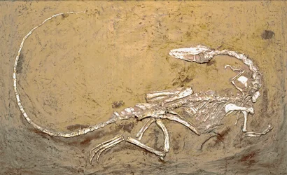 Preistoria: fossile del dinosauro Coelophysis