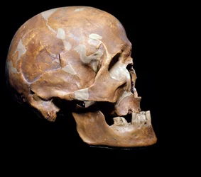 Preistoria: cranio fossile di Homo sapiens (uomo di Cro-Magnon) di Chancelade (Dordogna). Cultura magdaleniana, Paleolitico superiore. 15.000 a.C. Museo Civico di Storia Naturale, Milano