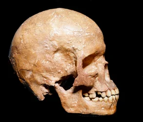 Preistoria: cranio fossile di Homo sapiens proveniente da Grimaldi, Ventimiglia (Italia). Cultura aurignaziana, Paleolitico superiore. Museo Civico di Storia Naturale, Milano