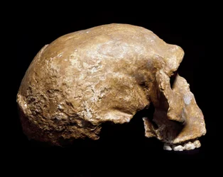 Preistoria: cranio fossile di Homo sapiens pre-neanderthal (Homo steinheimensis o Homo heidelbergensis) trovato a Steinheim an der Murr (Germania) nel 1933. Paleolitico inferiore. Museo Civico di Storia Naturale, Milano