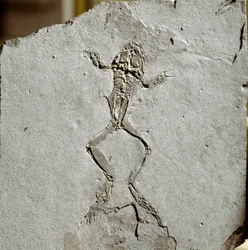 Preistoria: fossile di rana dal sito di Pueyoi da Tervel in Spagna