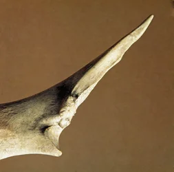 Preistoria: coltello fatto di ulna di bue dalla Necropoli di Arene Candide, Liguria. Neolitico inferiore