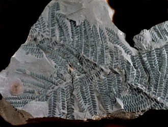 Preistoria: periodo del carbonifero superiore. Fossile di Acitheca Poymorphe della famiglia delle felci. Ritrovamento a Gottelborn in Germania