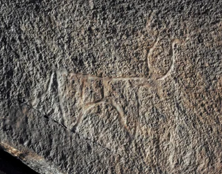 Preistoria, arte rupestre: rappresentazione su roccia di un bovino. Stile Tazina. Età della pietra 5000-2000 a.C. Taghit, Haut plateau du Hoggar (Ahaggar), Algeria
