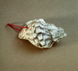 Preistoria: conchiglia di Triton nodifer forata, usata come fischietto dalla necropoli delle Arene Candide (Finale Ligure), Liguria. Neolitico medio, Età della Pietra. Genova, Museo di Archeologia Ligure