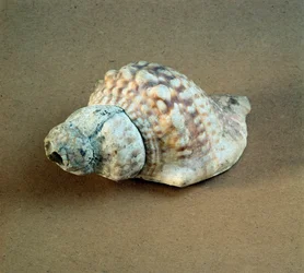 Preistoria: conchiglia di Triton nodifer perforata, usata come fischietto dalla necropoli di Arene Candide (Finale Ligure), Liguria. Neolitico medio, Età della Pietra. Genova, museo di archeologia ligure